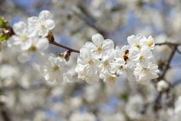 cherry blossom in spring with bee