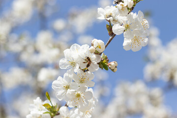 tree blossom bee