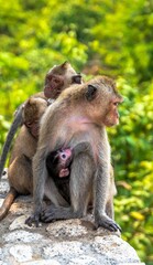 Naklejka na ściany i meble long-tailed macaques