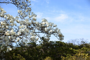 青空を背景に、満開の花を咲かせているハクモクレン