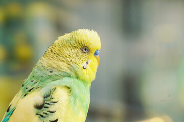 yellow and green parrot