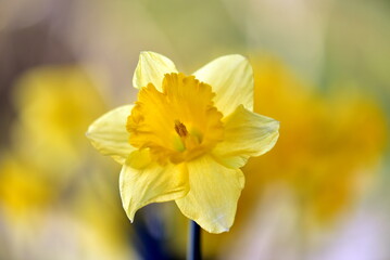 daffodils in spring