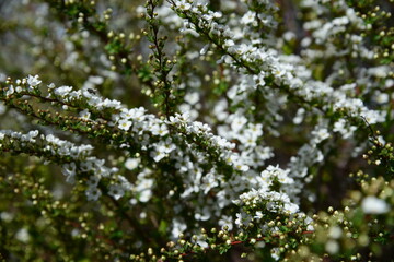 春に可憐な小花を咲かせるユキヤナギ