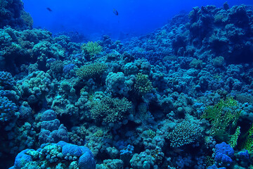 tropical sea underwater background diving ocean