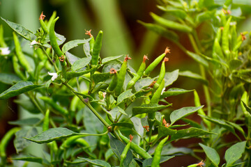 fresh green chillies in the agriculture.