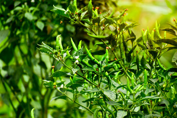 Fototapeta premium fresh green chillies in the agriculture.
