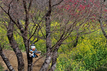 Fototapeta premium 西川花公園 待機中の花咲か爺さん （高知県 香南市）