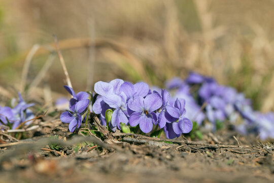 Group of heath-dog violets (Viola canina) growing on a dry meadow.