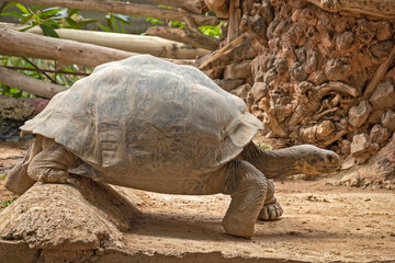 Fototapeta premium big turtle in the sand