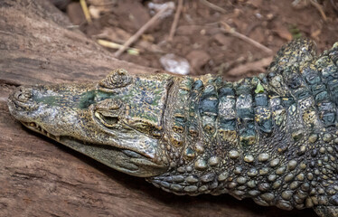 a crocodile in the zoo