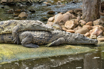 a crocodile in the zoo