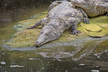 a crocodile in the zoo