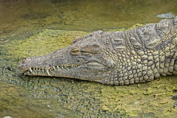 a crocodile in the zoo