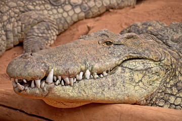 large adult crocodile in the sand