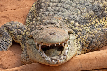 large adult crocodile in the sand