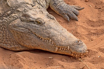 large adult crocodile in the sand