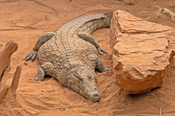large adult crocodile in the sand