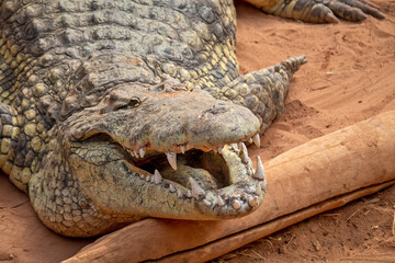 large adult crocodile in the sand