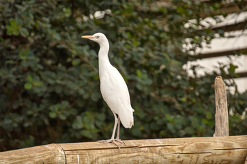 cattle egret resting on a tree branch