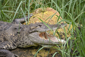 a crocodile in the zoo