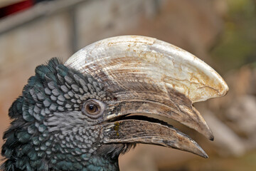 portrait of a hornbill in an animal park