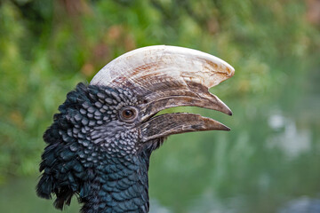 portrait of a hornbill in an animal park