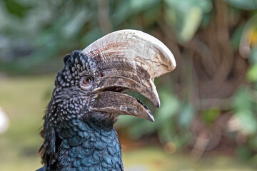 portrait of a hornbill in an animal park