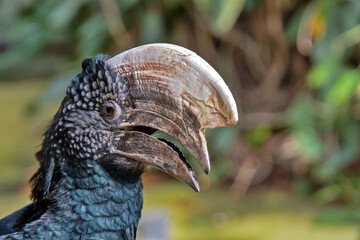 portrait of a hornbill in an animal park