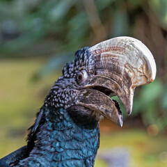 portrait of a hornbill in an animal park