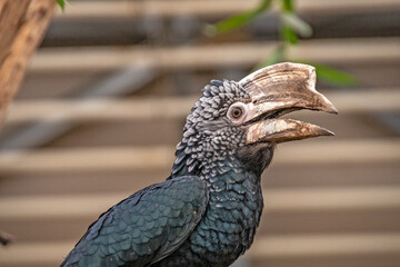 portrait of a hornbill in an animal park