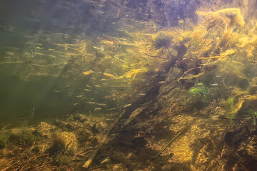 green algae underwater in the river landscape riverscape, ecology nature