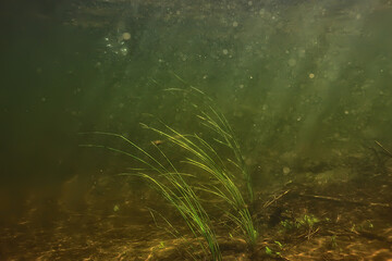 green algae underwater in the river landscape riverscape, ecology nature