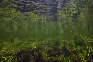 green algae underwater in the river landscape riverscape, ecology nature