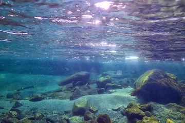 Tuinposter underwater fresh water landscape, mountain lake ecosystem background in summer, under water view © kichigin19
