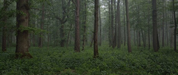 Majestic summer forest. Fog, soft sunlight. Mighty trees, green leaves, plants. Atmospheric...
