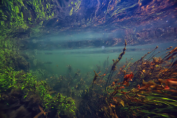 green algae underwater in the river landscape riverscape, ecology nature