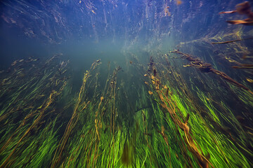 multicolored underwater landscape in the river, algae clear water, plants under water