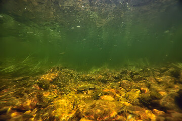 multicolored underwater landscape in the river, algae clear water, plants under water