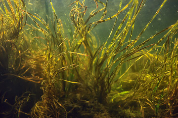 green algae underwater in the river landscape riverscape, ecology nature