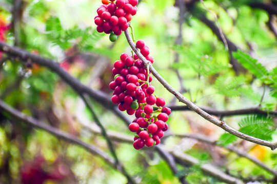 Tinospora cordifolia fruit, Heart-leaved moonseed fruits. herb.