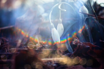 spring wildflowers sun rays bokeh snowdrops, warm golden spring background sunrise in march