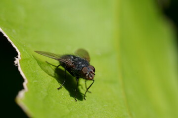 macro de mouche