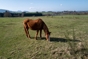 Obraz premium cheval dans un pré en Auvergne