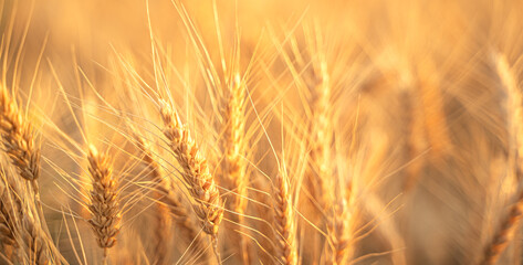 Wheat field, wheat ears in the rays of the setting sun. The concept of a rich harvest.