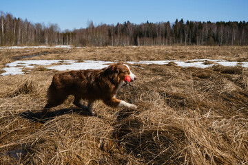 Aussie is having fun outside on clear sunny day. Puppy of Australian Shepherd red tricolor runs through field with dry grass with orange ball on rope in teeth.