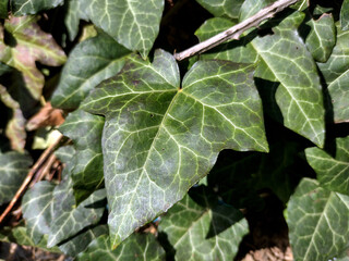 English ivy (Hedera helix) plant in Romania