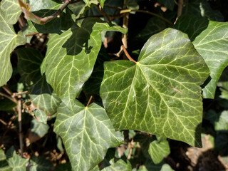 English ivy (Hedera helix) plant in Romania