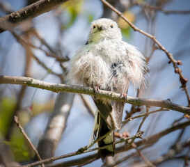 Aufgeplusterte Schwanzmeise
