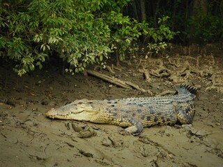 alligator in the swamp