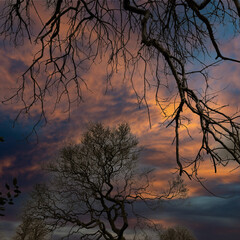 Two Winter Trees At Sunset.